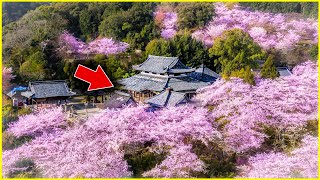 Spring In Japan | Sakura Tree Walk Through Yoshino, Nara 吉野山