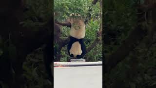 剛睡醒就開掛！圓寶柔柔上演熊貓版體操秀｜台北木柵動物園