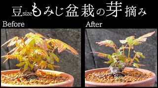 【Japanese Maple】豆もみじ盆栽の芽摘みをやっといた