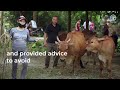 Simulating livestock evacuations to save livelihoods