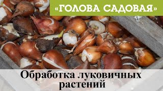 Голова садовая - Обработка луковичных растений