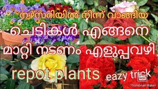 നഴ്‌സറിയിൽ നിന്നും വാങ്ങുന്ന ചെടികൾ കേടാകാതെ മാറ്റിനടാം. എളുപ്പമാർഗം. eazy trick malayalam