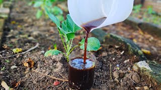 Boost Plant Growth with This DIY Fertilizer from Cabbage and Cauliflower Leaves