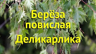 Береза повислая Деликарлика. Краткий обзор, описание характеристик betula pendula Dalecarlica