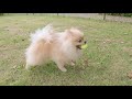 ポメラニアンのジャンプ力はこちら❣️愛犬と泊まる古民家宿nipponiaにて❤️丹波篠山☆playing at the private dog run pomeranian 57