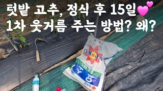 텃밭 고추, 정식 후 15일💕 1차 웃거를 주는 방법? 왜? 😃 초기생육 튼튼하게 키워야 괴저바이러스 방제 😃