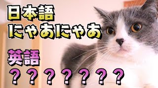 【英会話】猫の鳴き声は英語で何と言う？ #Shorts