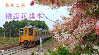 2021-04-17 彰化二水鐵道花旗木（ 源泉派出所旁）