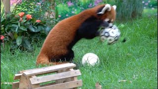 Red Panda Delighted With New Toys #cute #redpanda