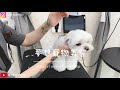 如何成為一位好的寵物美容助理 第一卷 dog grooming 夢想寵物美容113