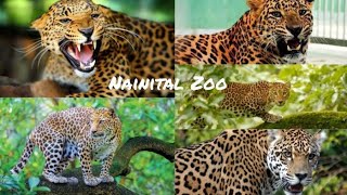 Leopard 😱। Nainital Zoo😮 Uttarakhand । leopard Attack 😱।#zoo#nainitalzoo #uttrakhand#nainitaal#blog