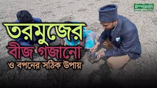 তরমুজের বীজ গজানো ও বপনের সঠিক পদ্ধতি |  Watermelon Seed Germination Process | Ispahani Agro Limited