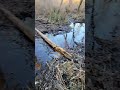 beaver dam removal in one minute the day after draining beaver dam swamp shorts