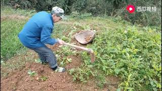 四川达州：爷爷种的洋芋熟了，奶奶打算挖给孙子吃，看起来还不错