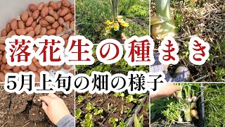 落花生の種まき方法＆５月上旬の畑の様子【つきよみ自然農園】