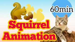 【猫用動画】猫が喜ぶ・リスアニメーションGAME　Squirrel animation for Cats to play, relaxing and enjoyable.