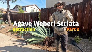 In Part 2 of 3 of today's episode we dig a hole and extract the extra large striated Agave Weberi