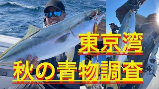 東京湾 秋の青物調査 #サニーサイドマリーナウラガ  #レンタルボート  #東京湾 #yfr24