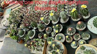 ASTROPHYTUM COLLECTION | ALL OF THEM BLOOMING