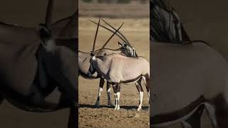 gemsbok#shorts