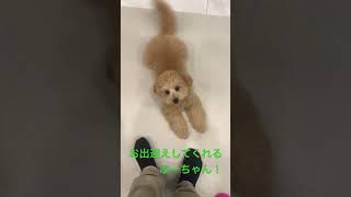 お出迎えしてくれるぷーちゃん！♯ポメプー♯ポメラニアン♯トイプードル♯可愛い♯モフモフ