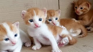 Proses lahirnya 4 anak kucing