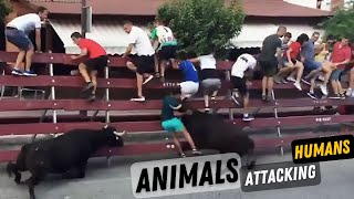 animals gone wild | 12 times animals took revenge on humans | animal revange | caught on camera