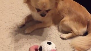 愛犬ロナウド サッカーボールで遊ぶチワワ/My dog playing soccer Ronaldo