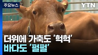 가마솥더위에 가축도 '헉헉'...바다는 '펄펄' / YTN