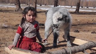 A New Model to Insure Livestock in Mongolia