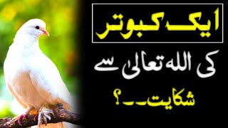 Aik Kabootar ki Allah Se Shikayat | Best Urdu Moral Story About ALLAH | Sabaq Amoz Kahani Hindi/Urdu
