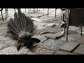 Peacock 🦚 showing off at Castelo S Jorge Lisbon Portugal