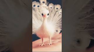 Tiny White Peacock 'Shuang Yu' | 世界上最小的白孔雀「霜羽」#TinyPeacock #WhitePeacock #MiniPeacock #CuteAnimals