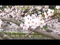 2024年 熊本県宇土市の桜で有名な「立岡自然公園」です、4月には2000本の桜が満開！