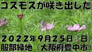 服部緑地　大阪府　豊中市　コスモスが咲いてきた　2022.9.25