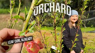 WE PLANTED AN ORCHARD | ORCHARD TOUR MAY 2022