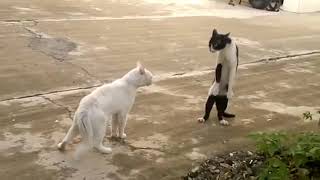 Catuto vs Catsuke - 20 sec funny video