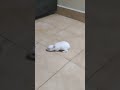 telugusongs cuteanimal cutepet pets cute cuterabbit funny cutebunny