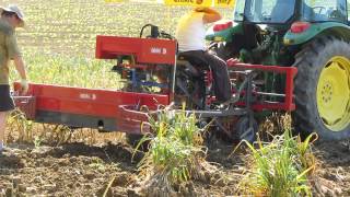 Harvesting pink garlic in Lautrec