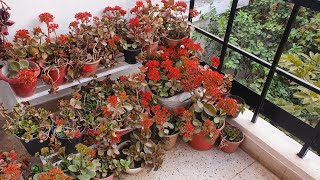 Why you should grow Desi Kalanchoe \u0026 how to save for next season