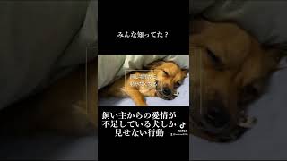 飼い主からの愛情が不足している犬はこの行動をします。 #shorts