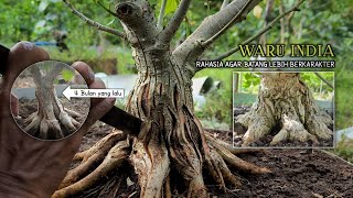 Tips for Creating Old Characters on Indian Waru Bonsai Trunks