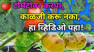 टोमॅटो करपा लक्षणं आणि उपाय/Early blight of tomato/late blight of tomato/लवकर आणि उशिरा येणारा करपा