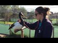 Stethoscope training with magpie geese