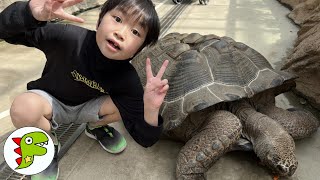 おでかけ 神戸どうぶつ王国 カメさんにエサをあげたよ！ トイキッズ