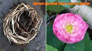 Uproot the pink lotus and replant, after the lotus flower fades