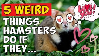 5 Weird Things Hamsters Do When They Love You