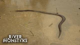 Electric Eels, Stingrays and Shark-like Wolf fish in the Amazon | River Monsters