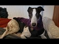 an emergency foster greyhound in our home