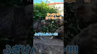 猫の喧嘩に遭遇したので会話を予想してみた#shorts